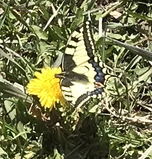 10 FARFALLA PODALIRIO